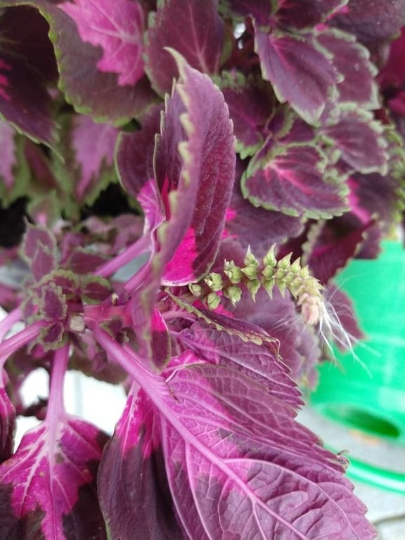 Coleus