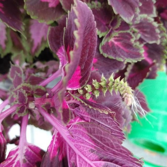 Coleus