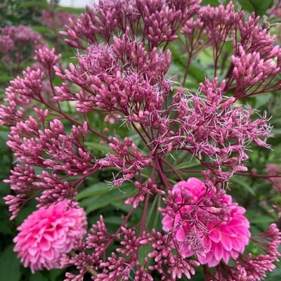 Eutrochium maculatum — flower