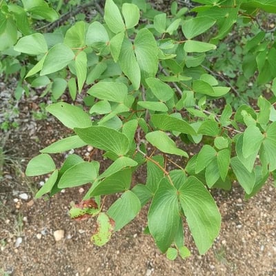 Colophospermum mopane — leaf