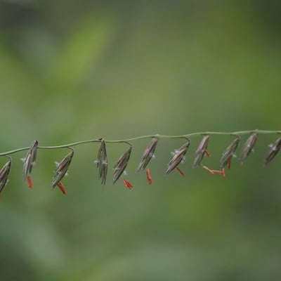 Bouteloua curtipendula — flower