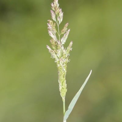 Polypogon viridis — flower