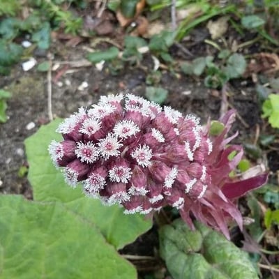 Petasites albus — flower