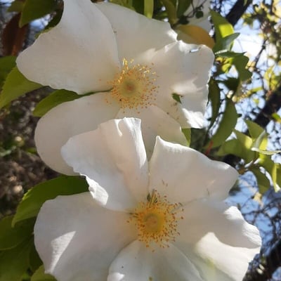 Rosa laevigata — flower