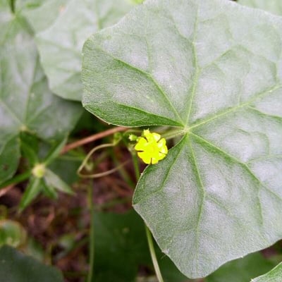 Melothria pendula — flower