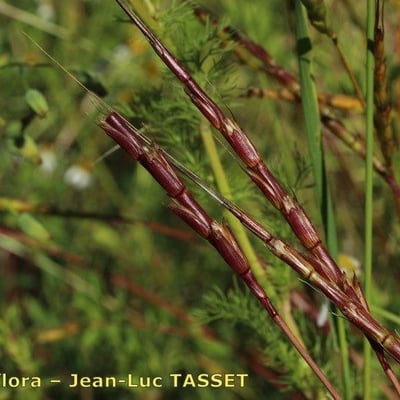 Aegilops cylindrica — flower