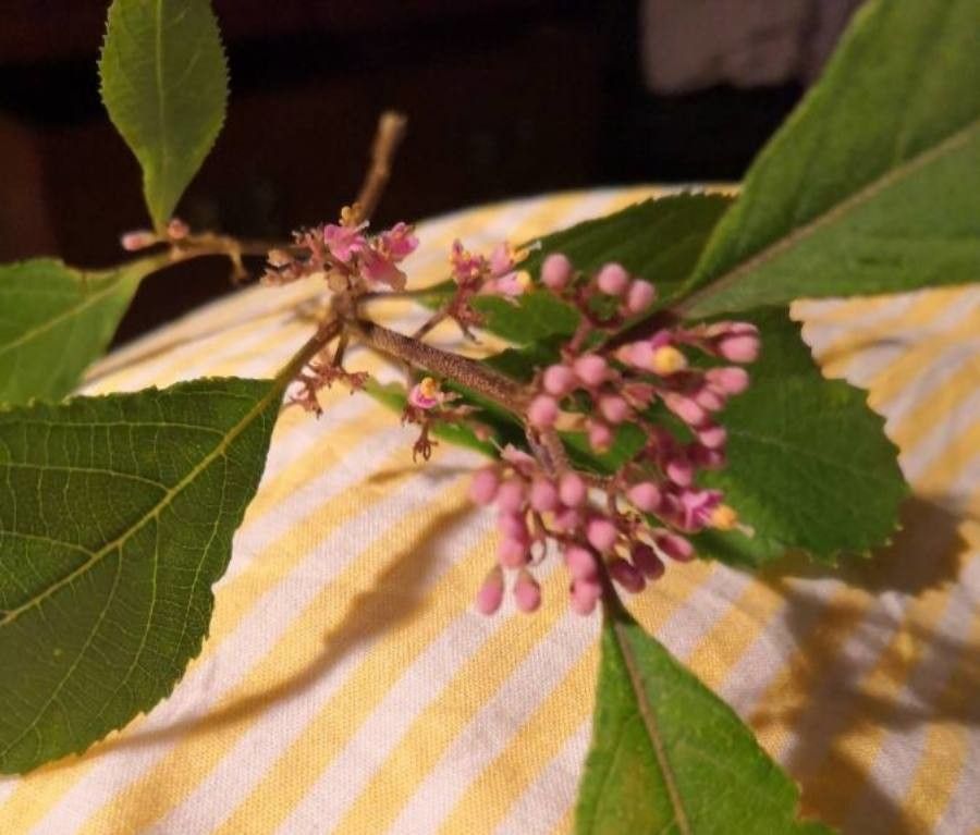 Callicarpa mollis