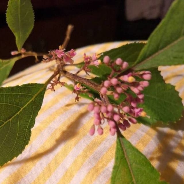 Callicarpa mollis