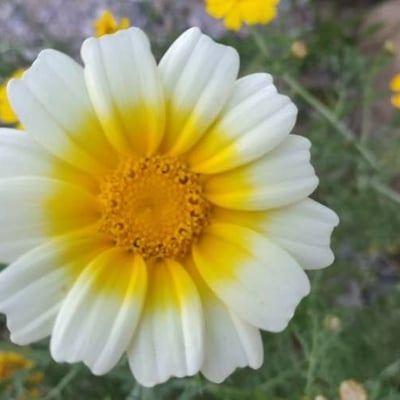 Glebionis coronaria — flower