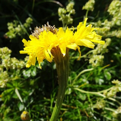 Crepis conyzifolia — flower