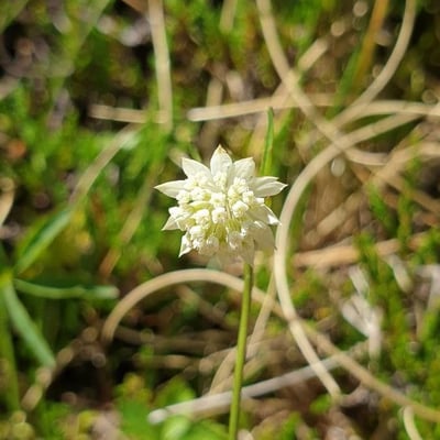 Astrantia minor — flower