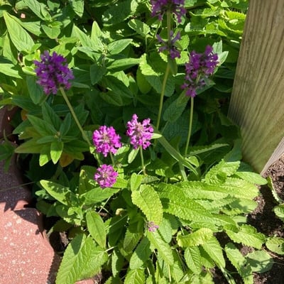Stachys officinalis — flower