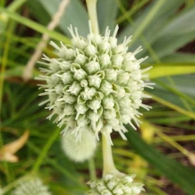 Eryngium yuccifolium — flower