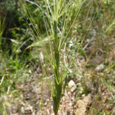 Aegilops triuncialis — flower