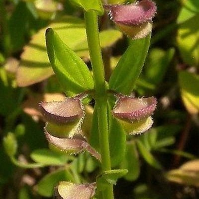 Scutellaria parvula — flower