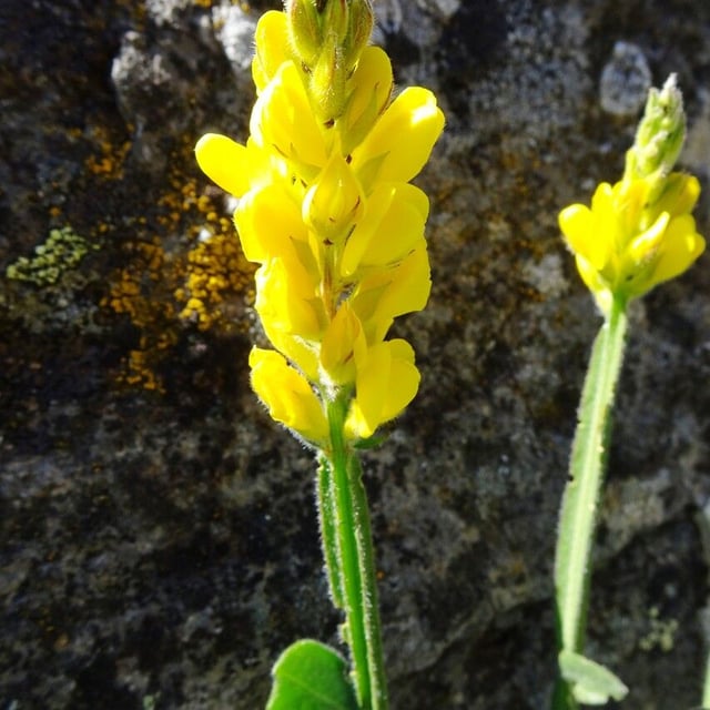 Genista sagittalis — flower