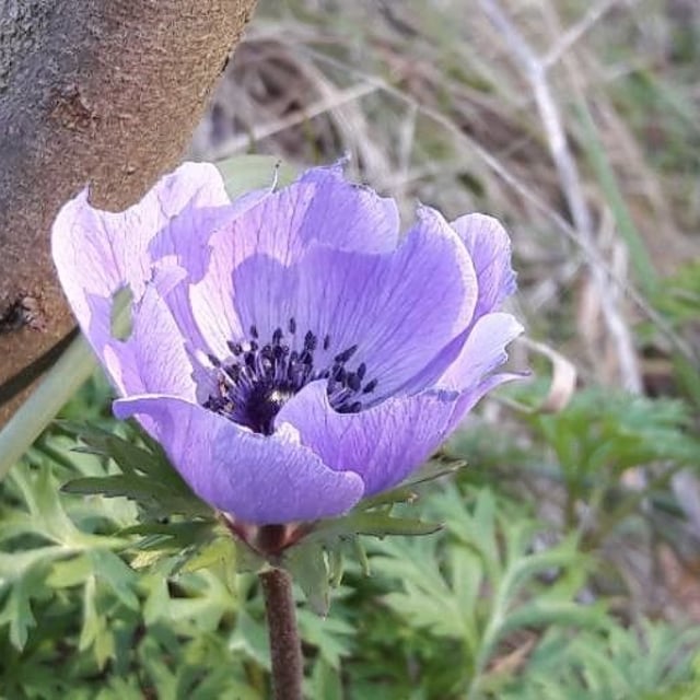 Anemone coronaria — flower
