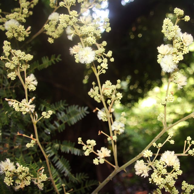 Senegalia polyphylla