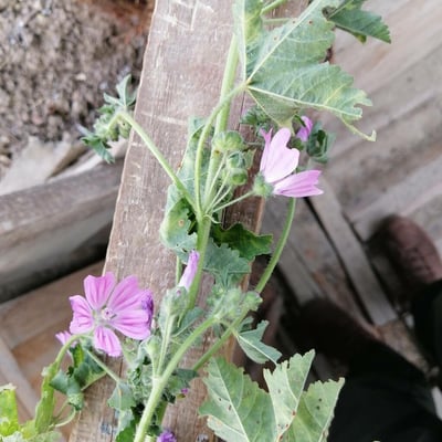 Malva multiflora — flower