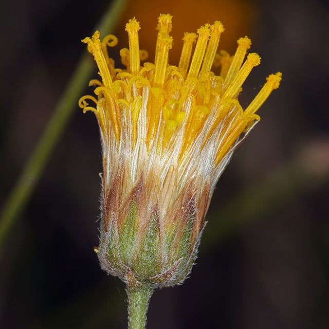 Bebbia juncea — flower