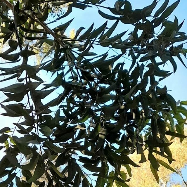 Eucalyptus pilularis — leaf