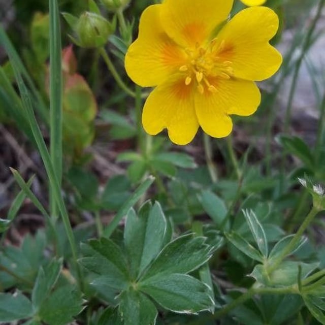 Potentilla aurea — flower