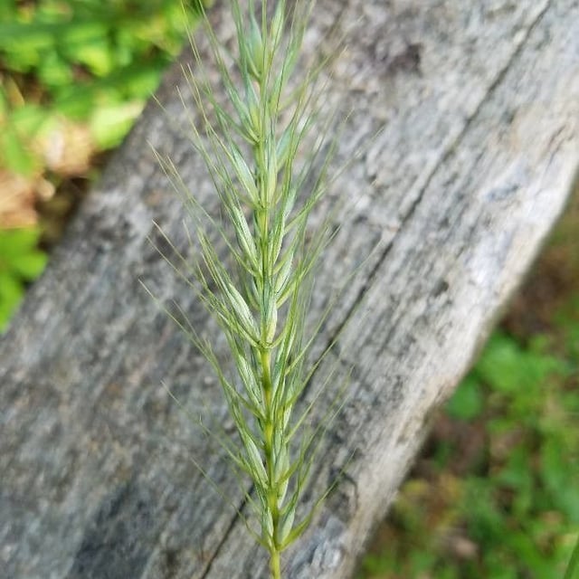 Elymus virginicus — flower