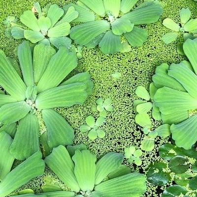 Pistia stratiotes — flower