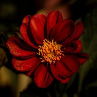 Dahlia coccinea — flower