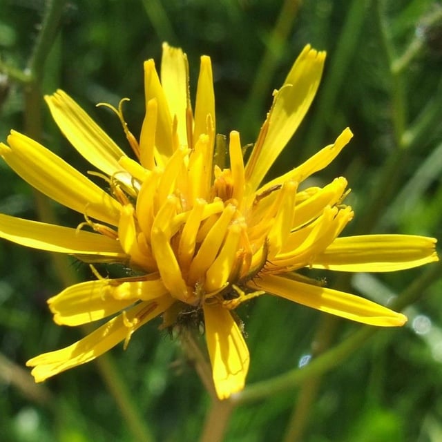 Crepis paludosa — flower
