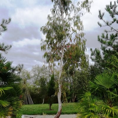 Eucalyptus viminalis — flower