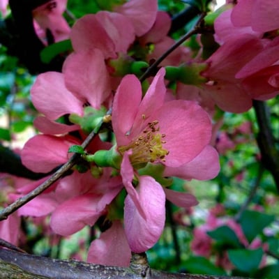 Chaenomeles speciosa — flower