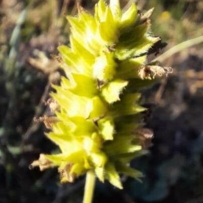 Sideritis hyssopifolia — flower