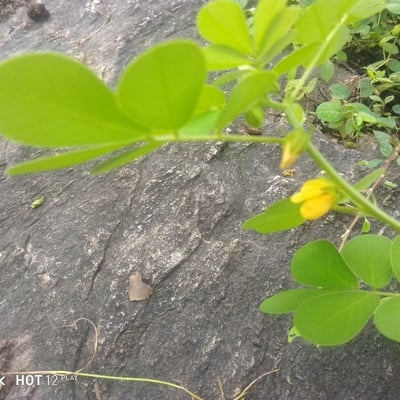Senna tora — flower