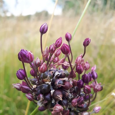 Allium scorodoprasum — flower