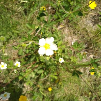 Drymocallis rupestris — flower