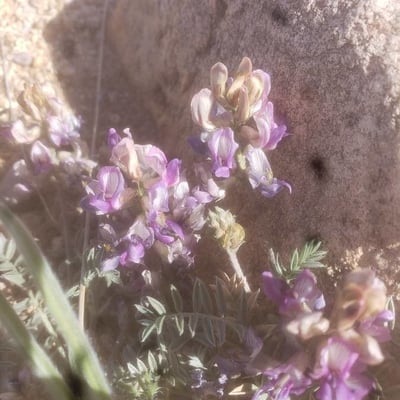 Astragalus lentiginosus — flower