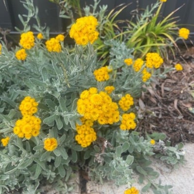 Chrysocephalum apiculatum — flower