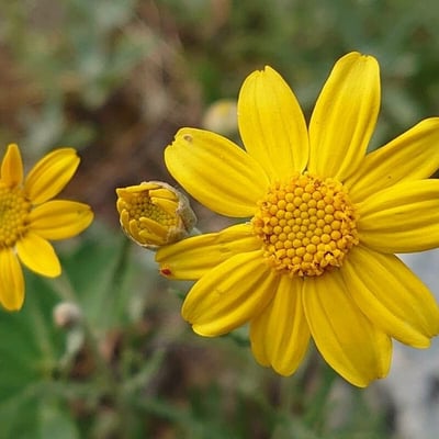Eriophyllum lanatum — flower