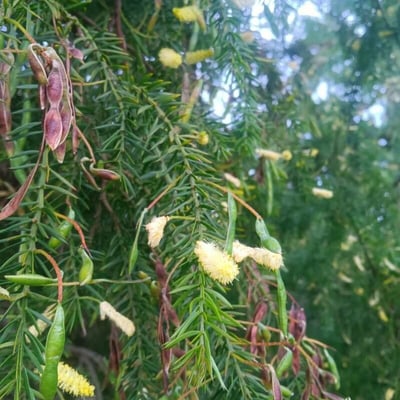 Acacia verticillata — flower