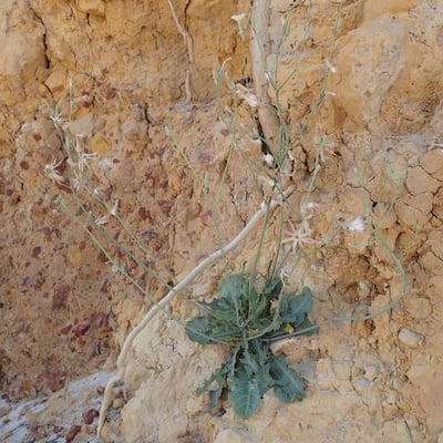 Launaea intybacea — habit