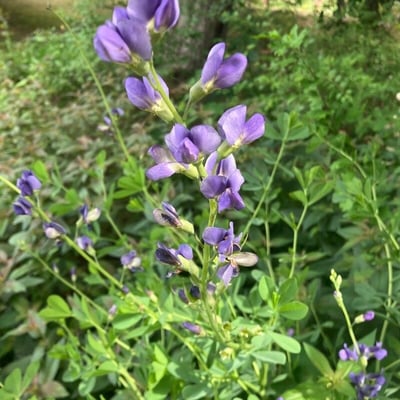 Baptisia australis — flower