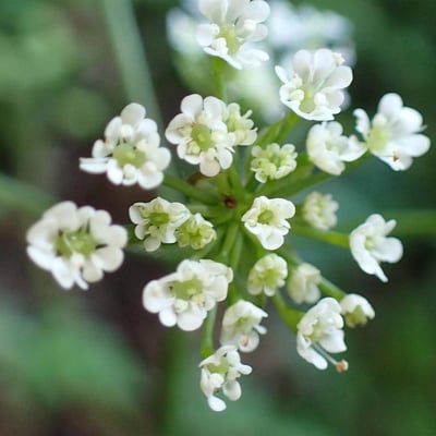 Chaerophyllum temulum — flower