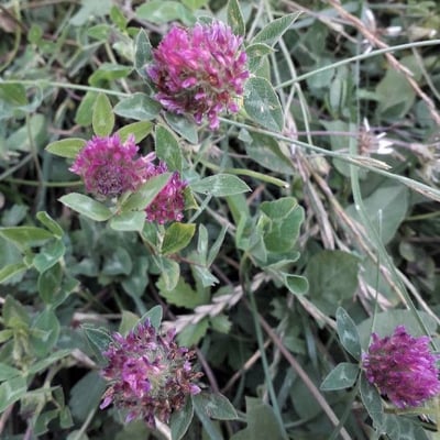 Trifolium medium — flower