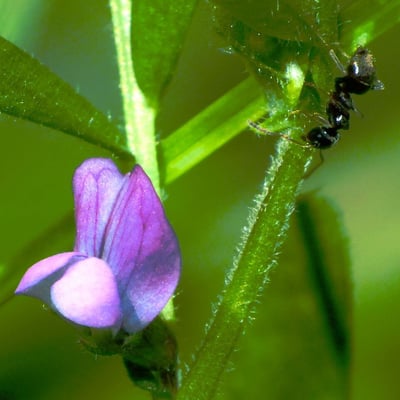 Vicia lathyroides — flower