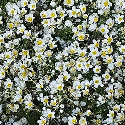 Ranunculus aquatilis — flower