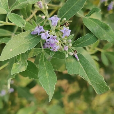 Vitex trifolia — flower
