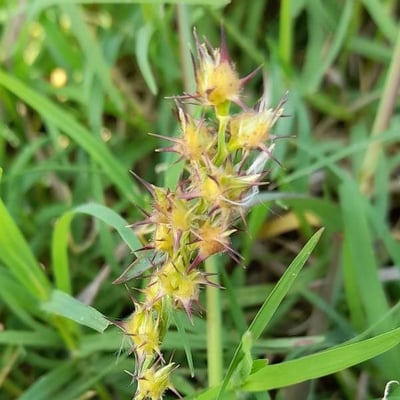 Cenchrus spinifex — fruit