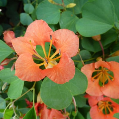 Bauhinia galpinii — flower