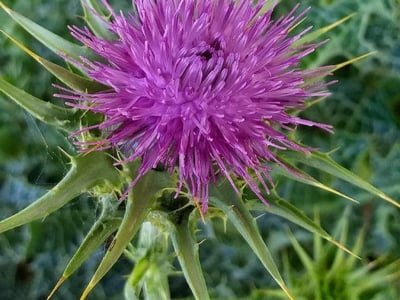 Variegated artichoke
